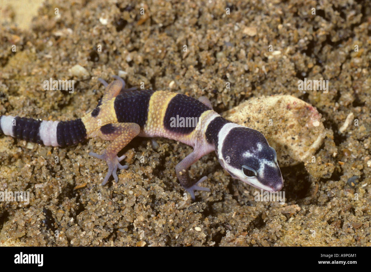 Leopard Gecko Eublepharis macularius Foto Stock