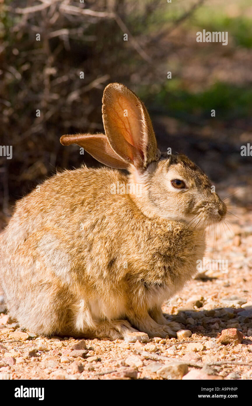 Deserto di coniglio silvilago Sylvilagus audubonii Carrizo Plain Monumento Nazionale California Foto Stock