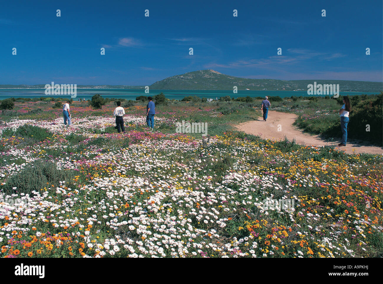 White turisti passeggiate tra i fiori Langebaan West Coast National Park in Sud Africa il mare è in background Foto Stock