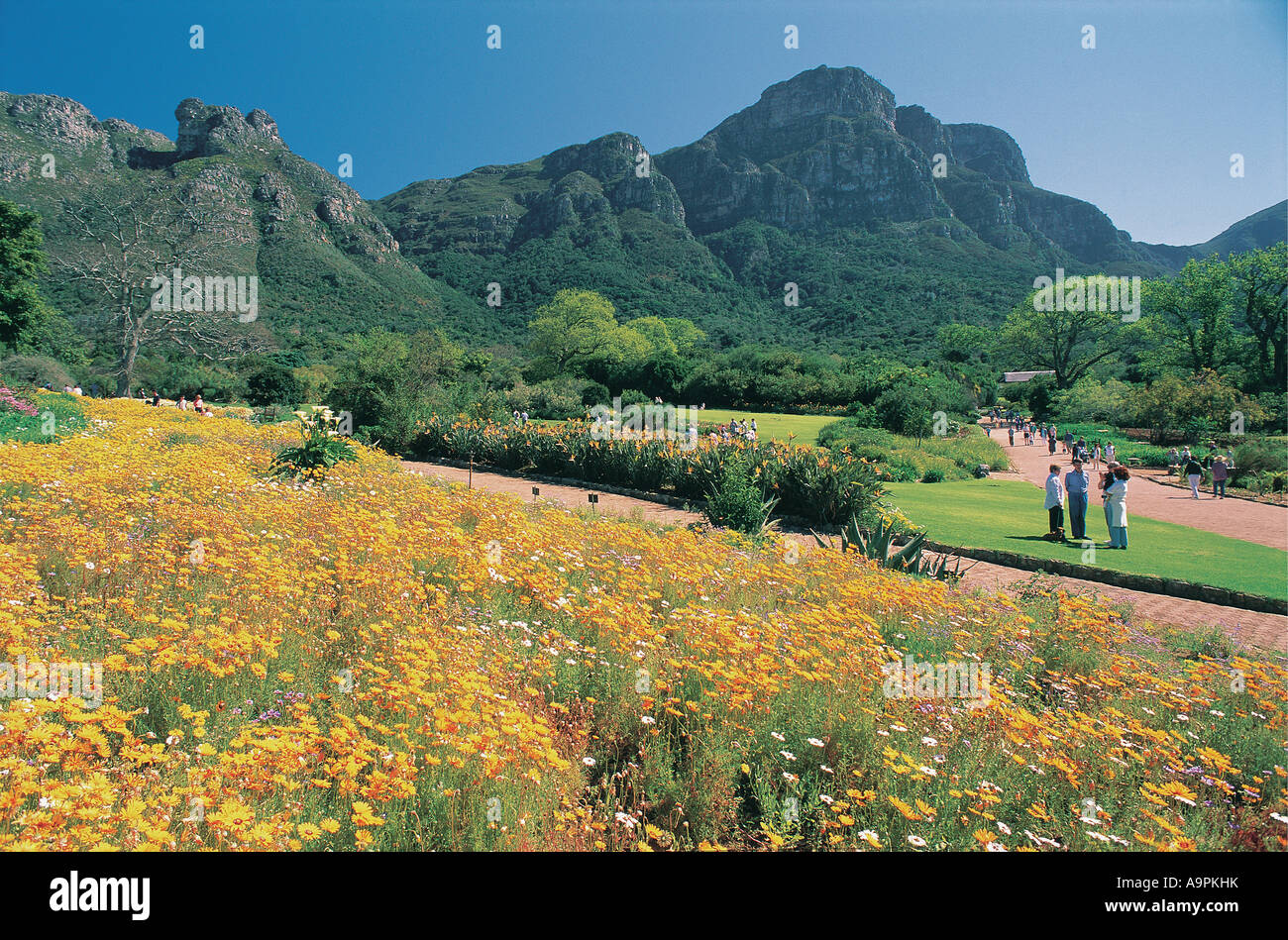 Spettacolare esibizione di fiori nei Giardini Botanici di Kirstenbosch Cape Town Western Cape Sud Africa Foto Stock