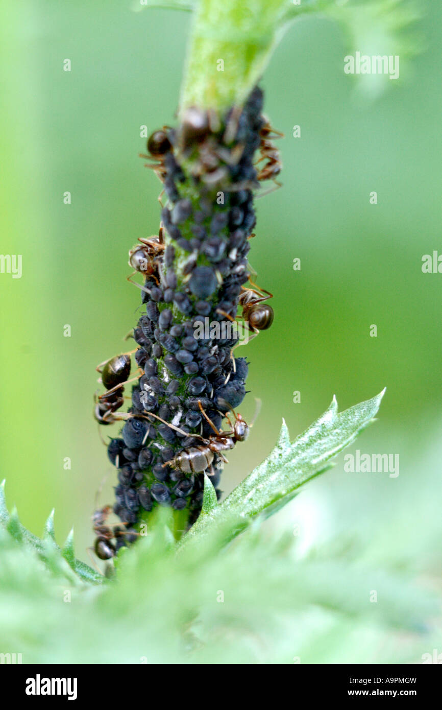 Blackfly Aphis fabae essendo coltivata da formiche per l' eccesso di zuccheri che essi emanano mostrato su Anthemis E C Buxton durante il mese di maggio Foto Stock