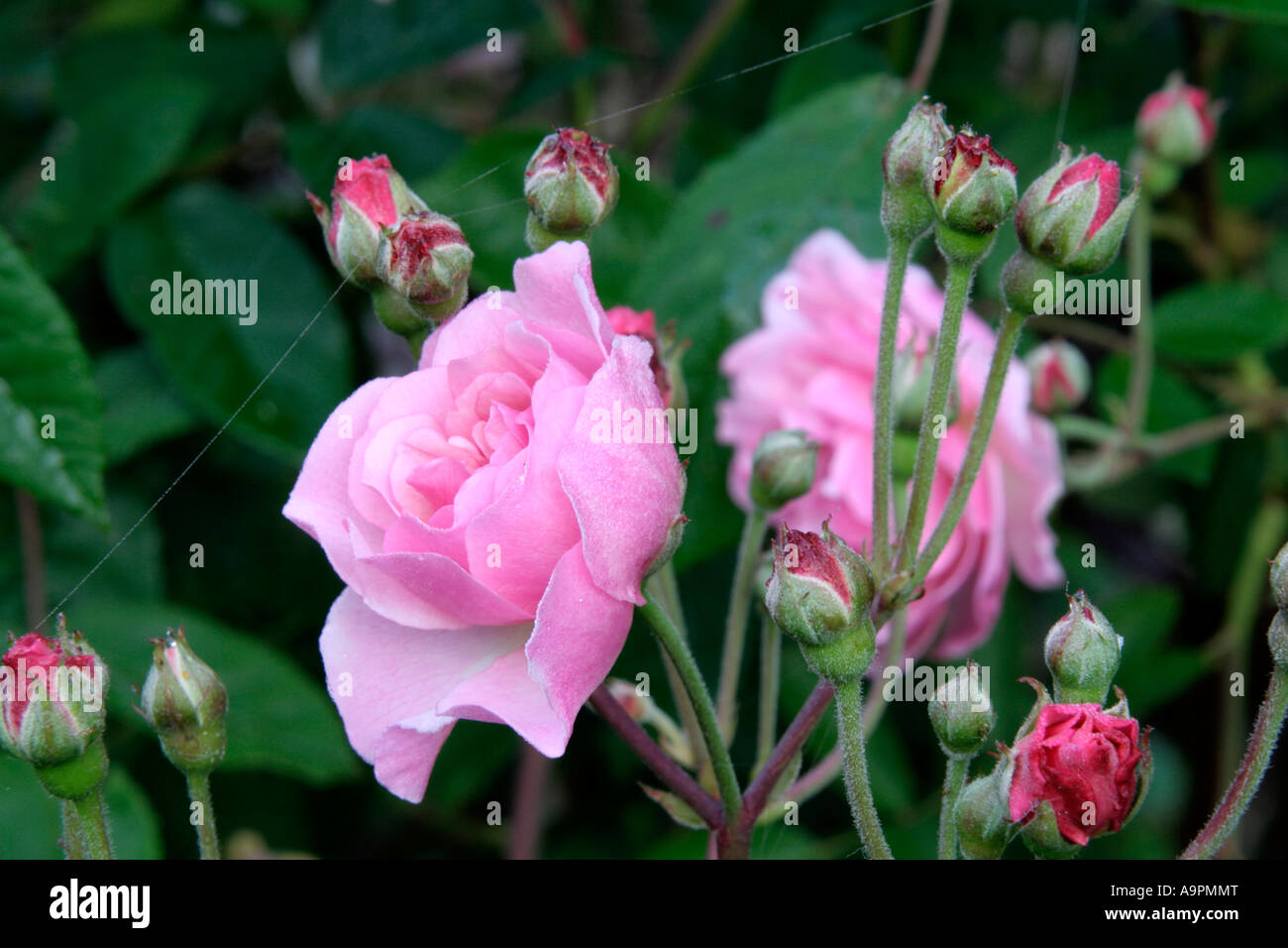 Hybrid muschio rosa ad arbusto Cornelia è resistente alle malattie e fiori per un lungo periodo Foto Stock