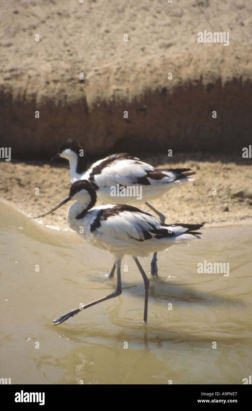 Pied avocette wading sulla costa per il cicerello Devon UK Foto Stock