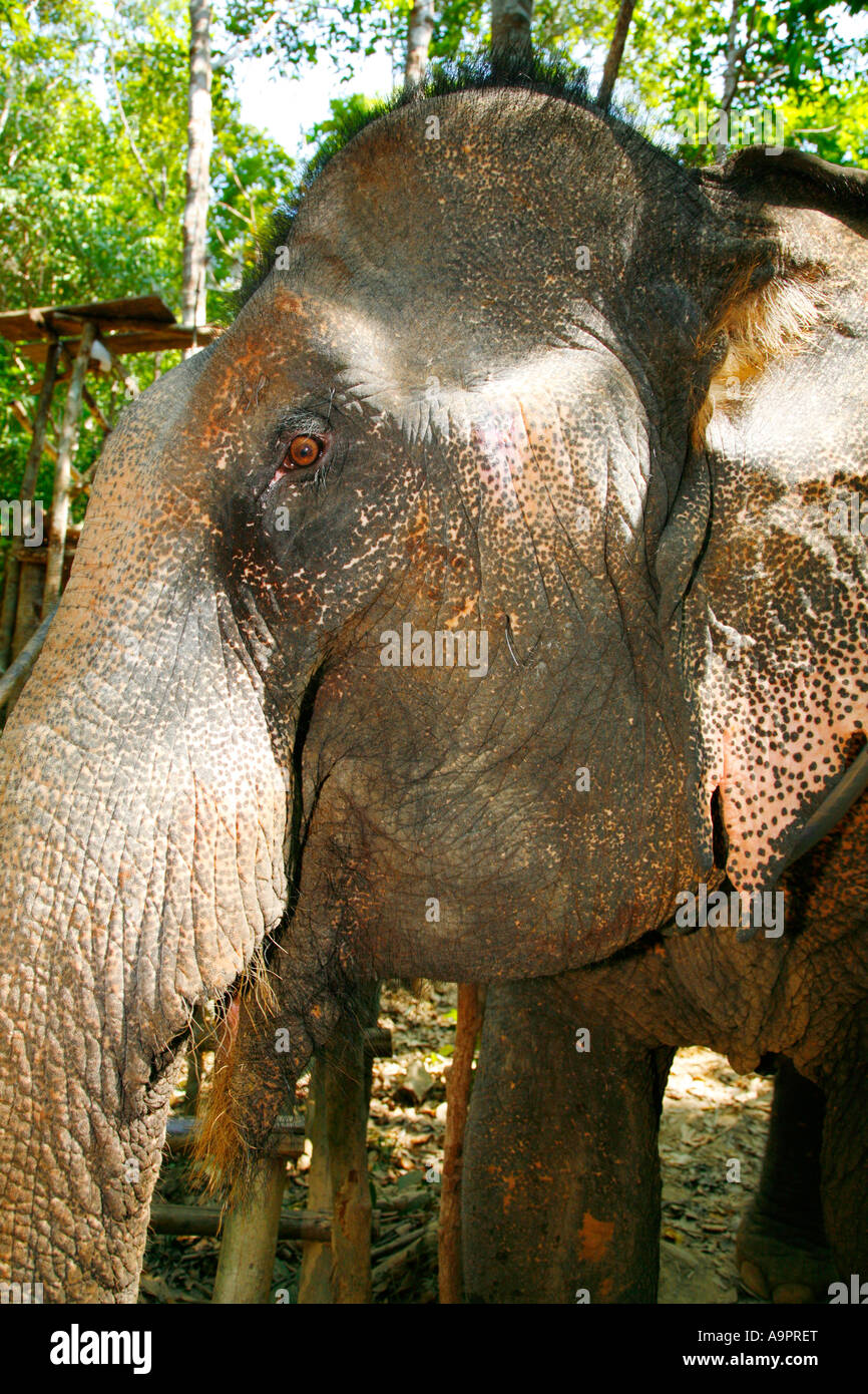 Lavorando di elefante, Koh Lanta, Thailandia Foto Stock