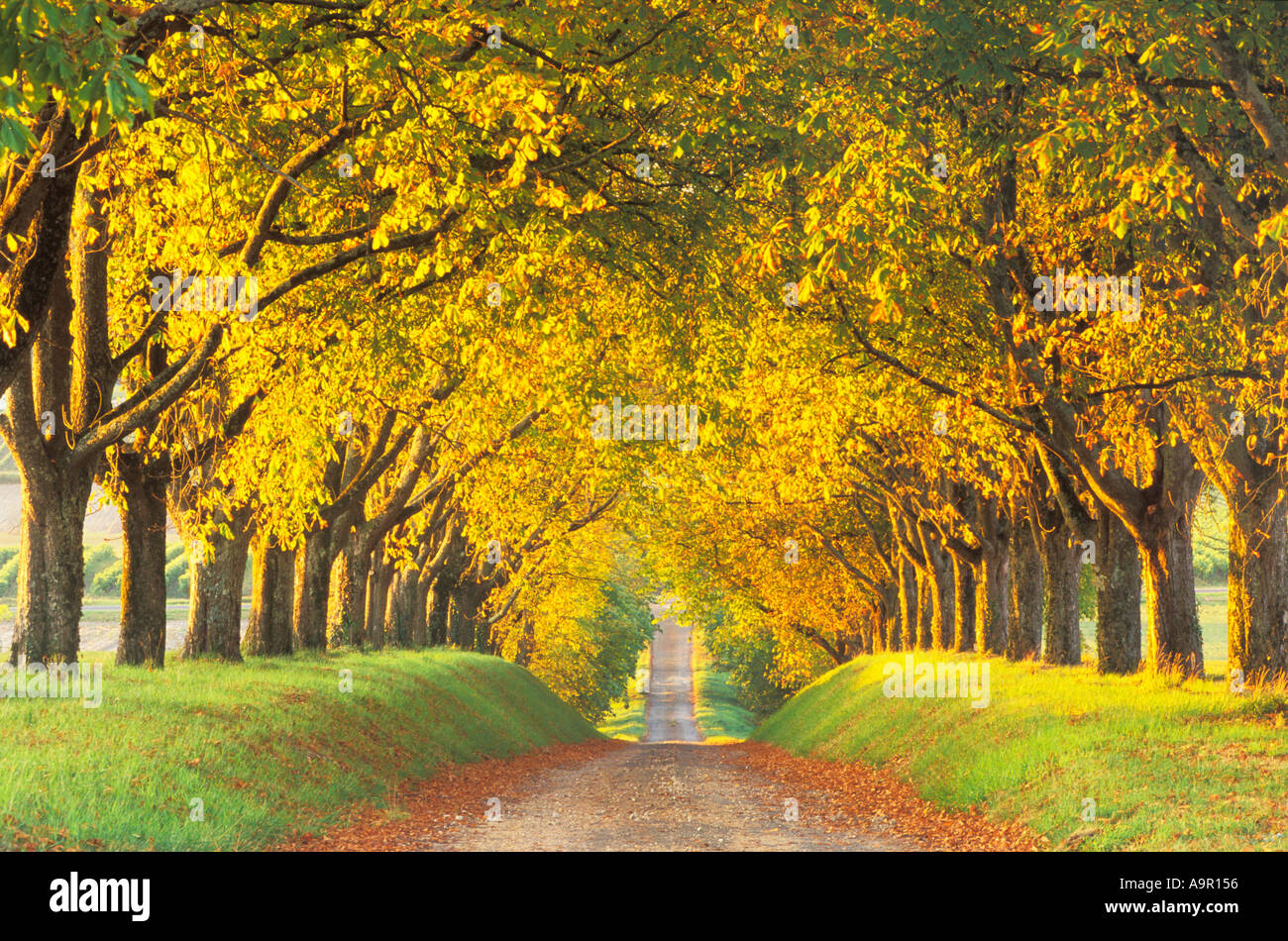 Viale alberato strada di campagna autunnale nei pressi di Cognac Francia Foto Stock