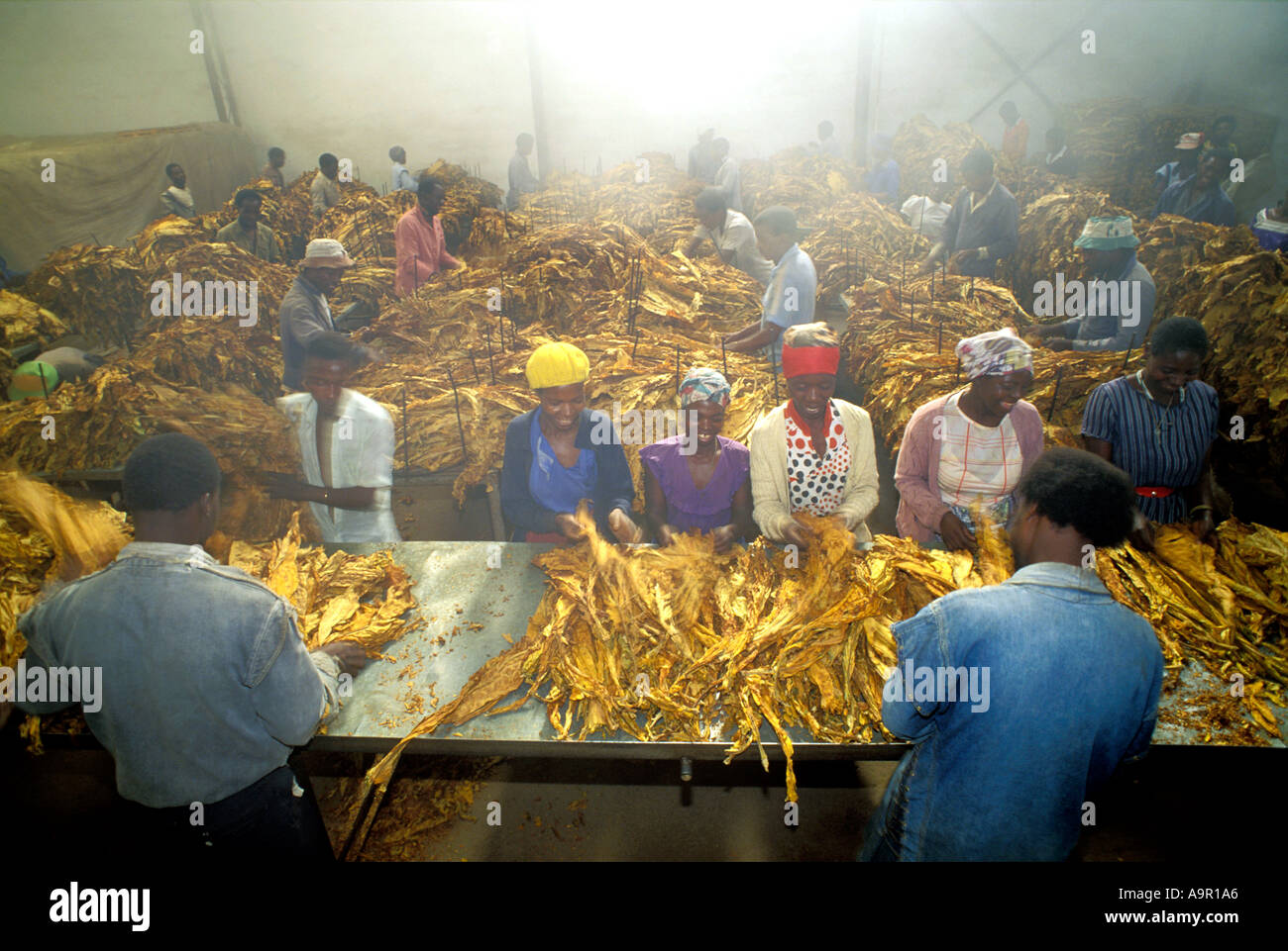 Foglie di tabacco essendo classificato e raggruppati in Zimbabwe casa di indurimento Foto Stock