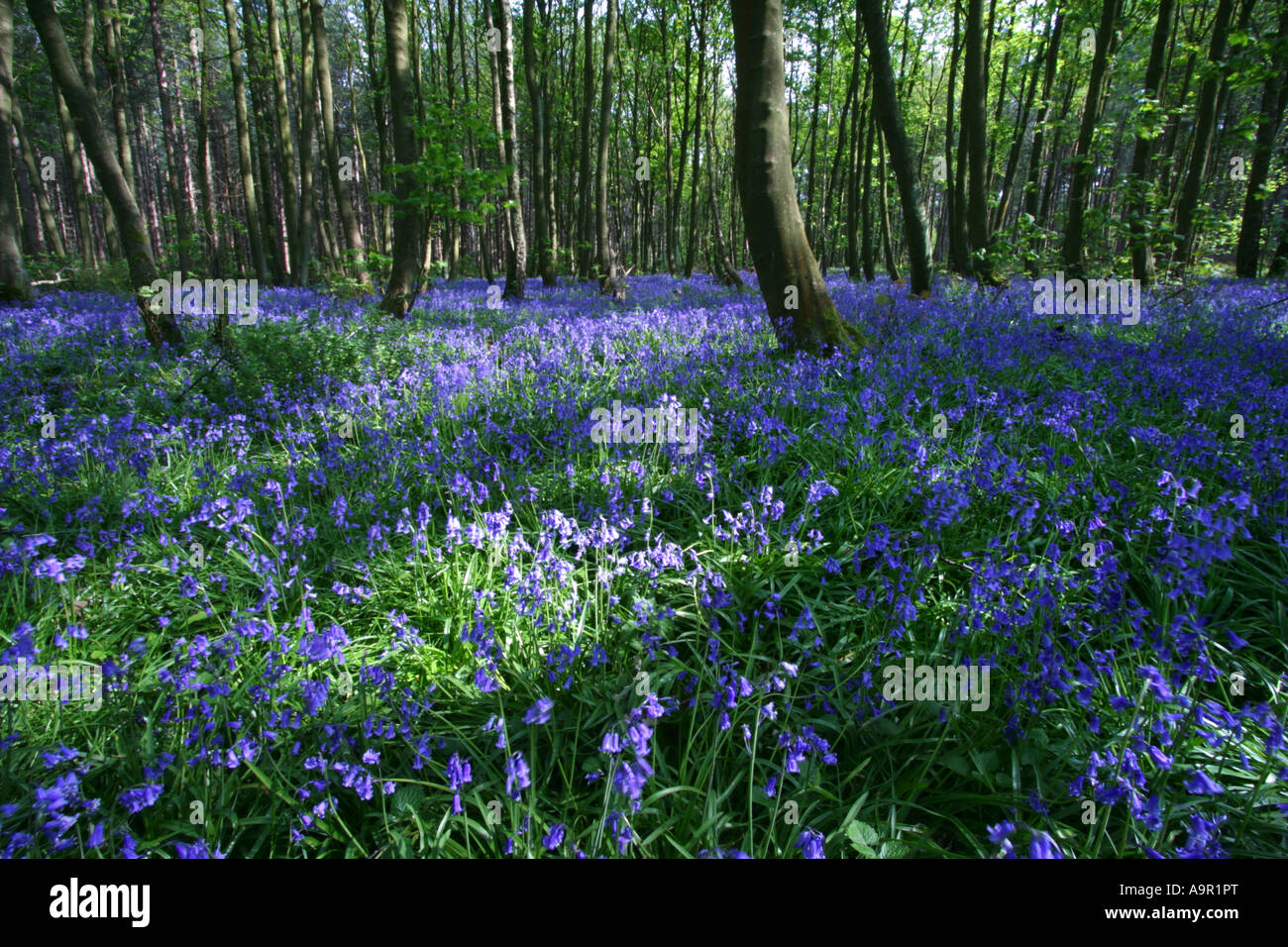 Bluebells, Felly mill legno, Nottinghamshire,l'Inghilterra,UK. Foto Stock