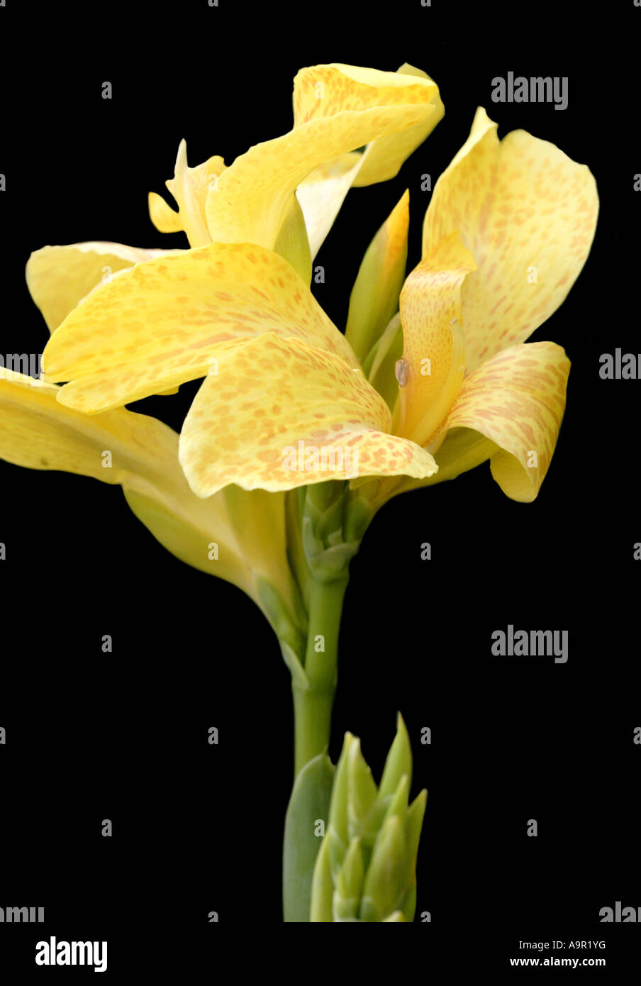 Giallo Canna Lily Foto Stock