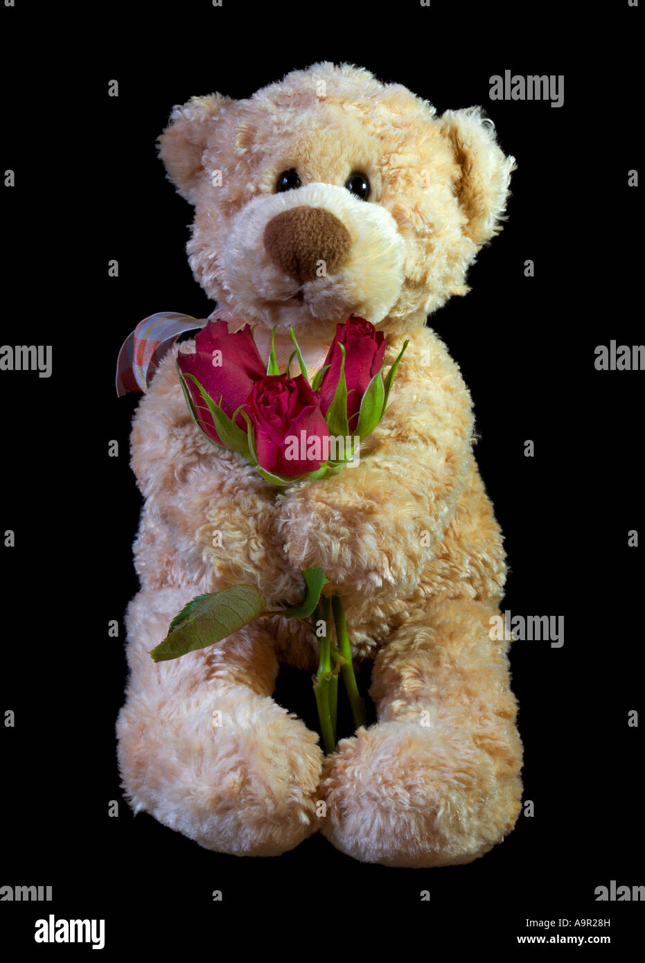 Orsacchiotto di peluche con rose rosse Foto Stock