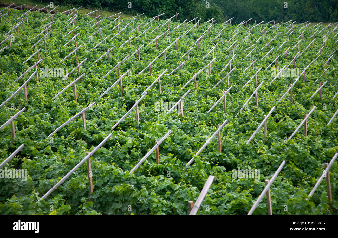 Vigneto nelle Alpi italiane settentrionali Foto Stock