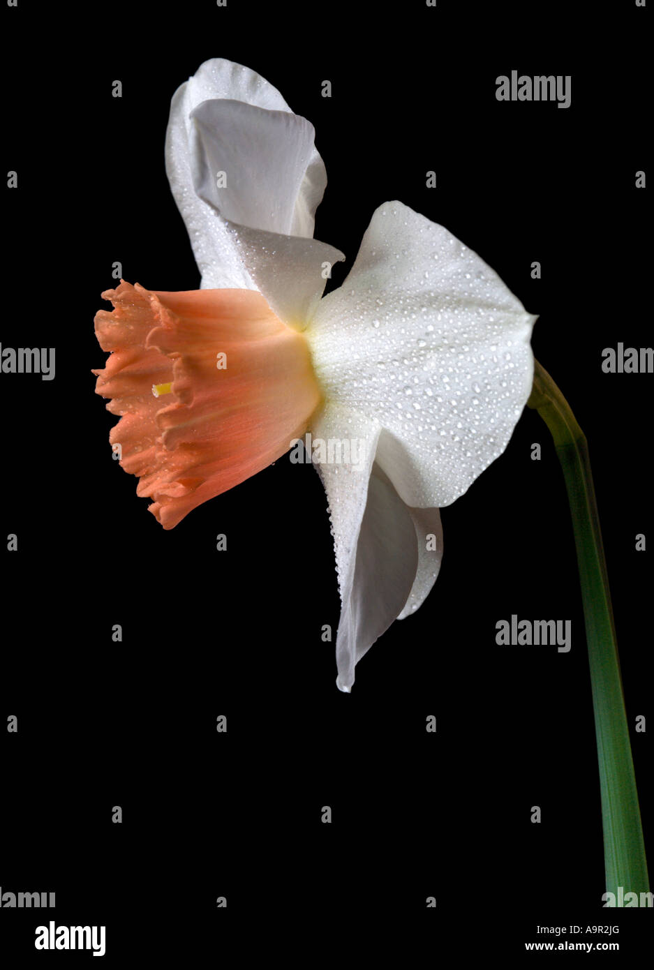 Narciso bianco Foto Stock