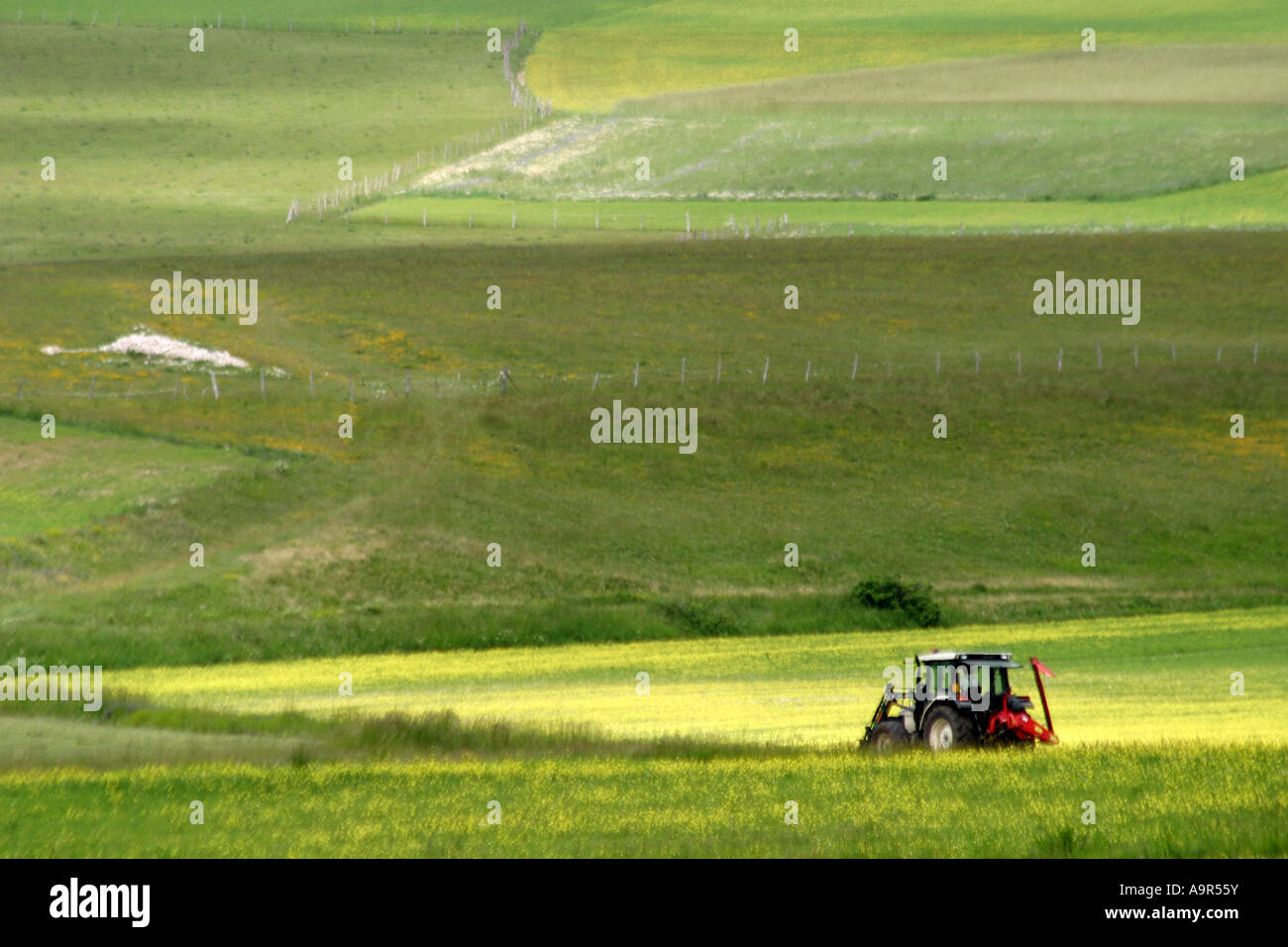 Il trattore lavora tra i fiori selvatici nel Piano Grande, Sibillini National Pk, Le Marche Italia Foto Stock