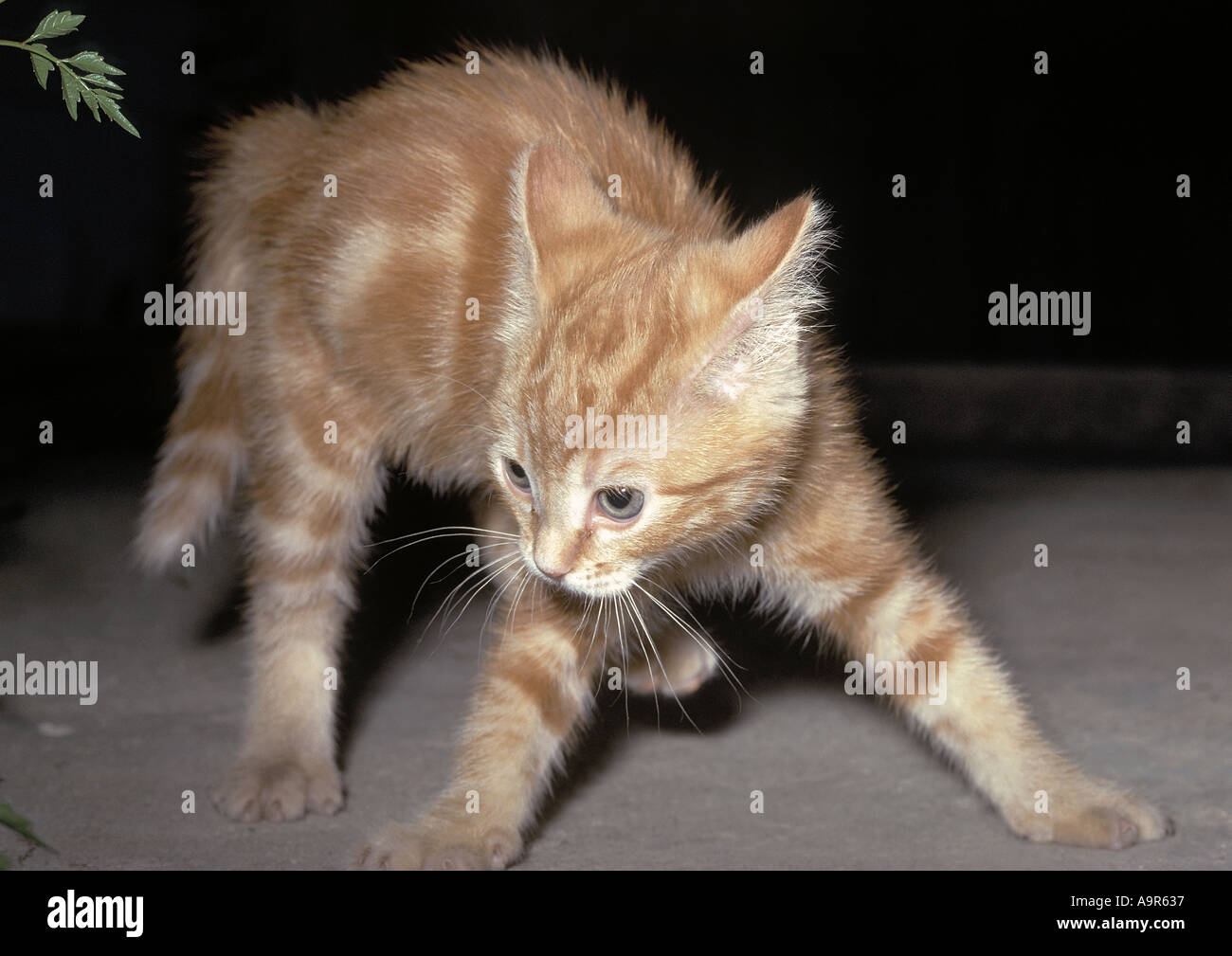 Caricata fino poco orange Tabby kitten solleva peli sulla schiena per ispirare la paura Foto Stock