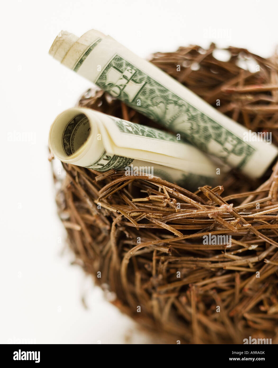 Arrotolate le fatture del dollaro nel nido Foto Stock