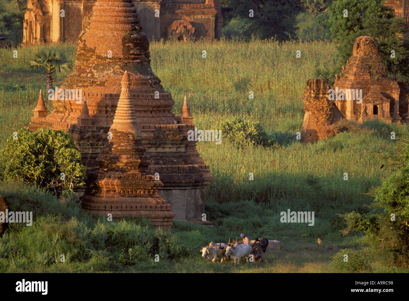 Un agricoltore birmano aziona il suo bue carrello passato pagode in mattoni a Pagani Ywahassnggyi Foto Stock