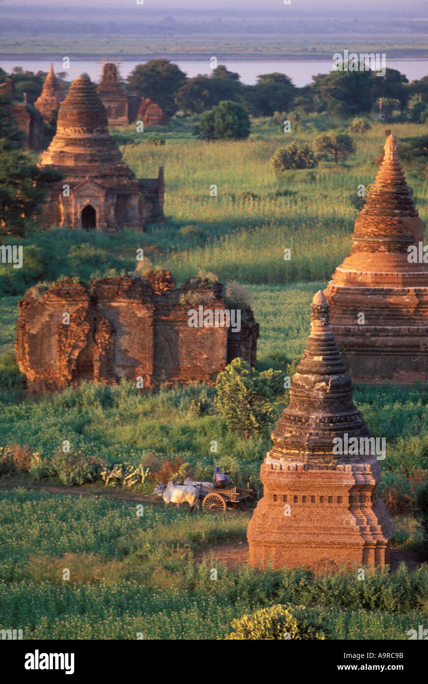 Un agricoltore birmano aziona il suo bue carrello passato pagode in mattoni a Pagani Ywahassnggyi Foto Stock