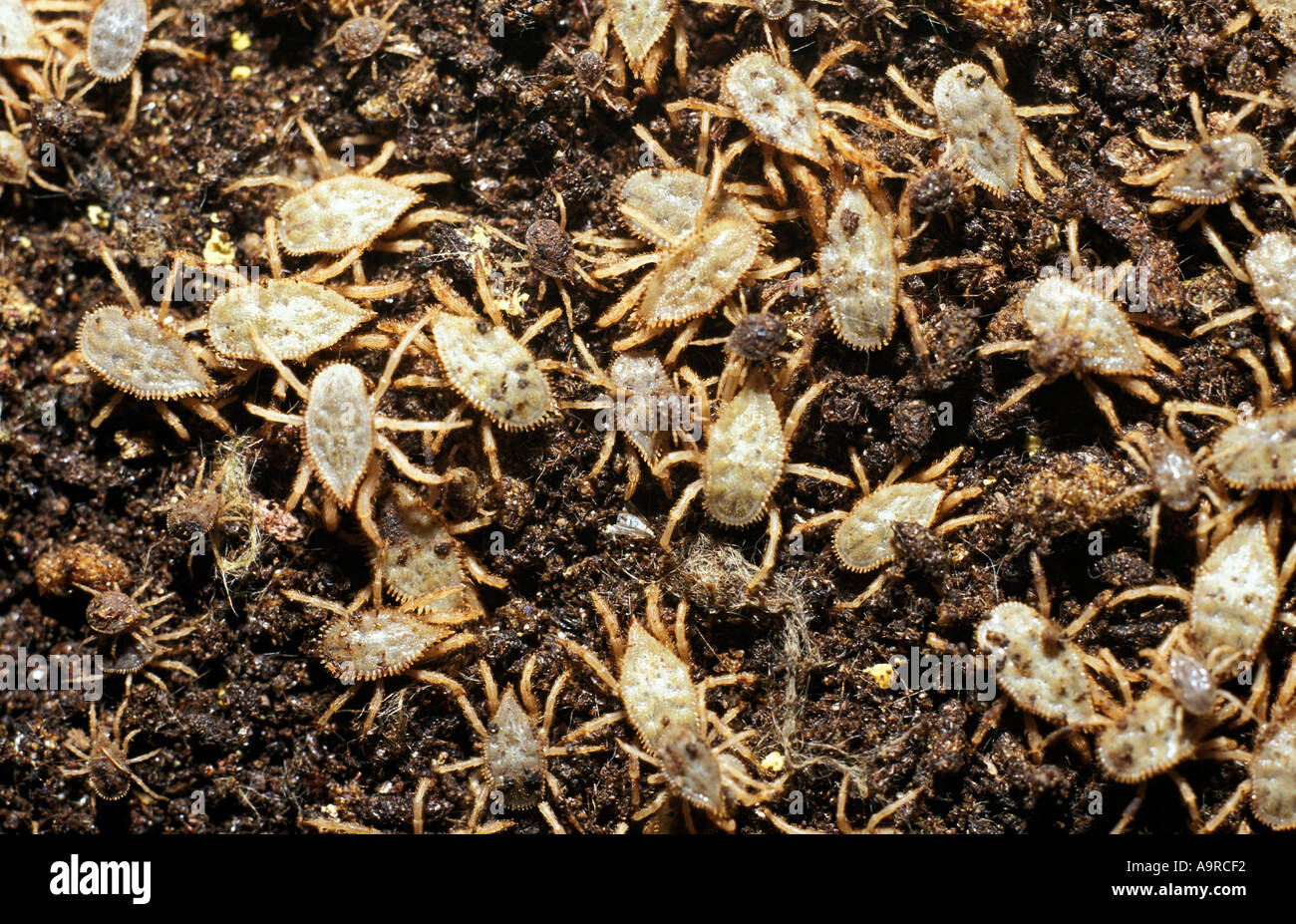 Le zecche sul pavimento di guano di Pipistrelli una grotta calda Cuba Foto Stock