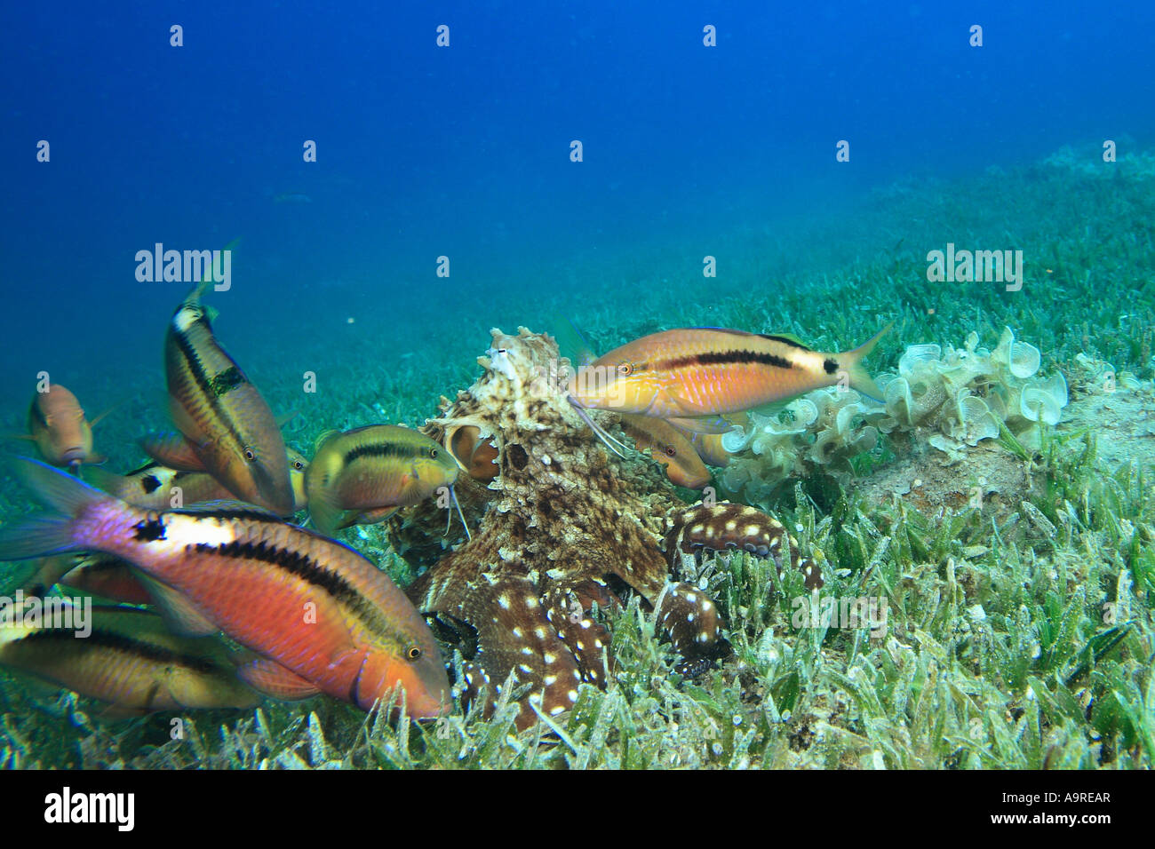 Reef octopus e goatfishes Foto Stock