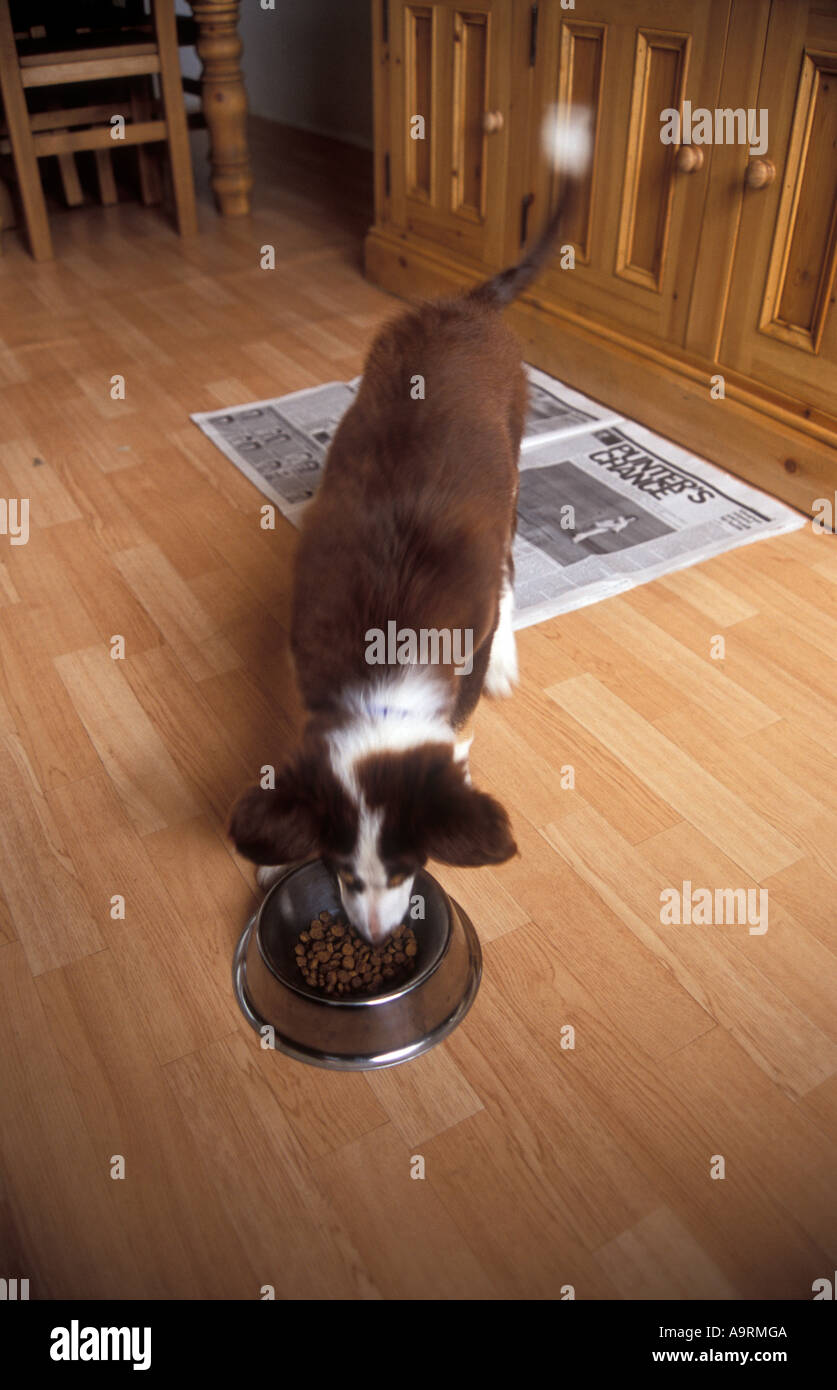 Marrone colore tri Border Collie cucciolo di cane di mangiare dalla ciotola in cucina, giornale sul pavimento per wc formazione Foto Stock