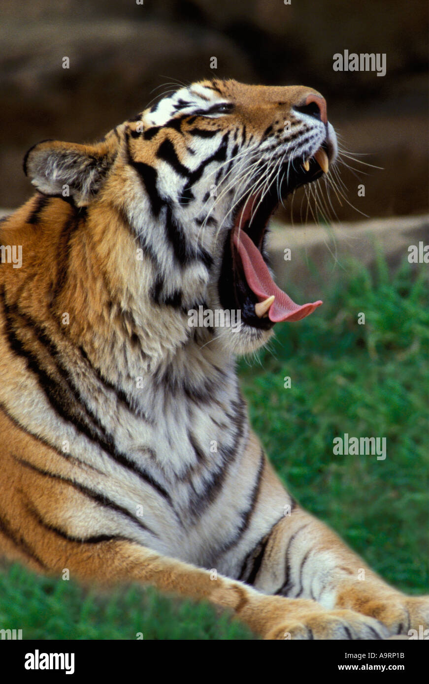 Grande tigre siberiana sbadigli cercando molto meno malevola Foto Stock
