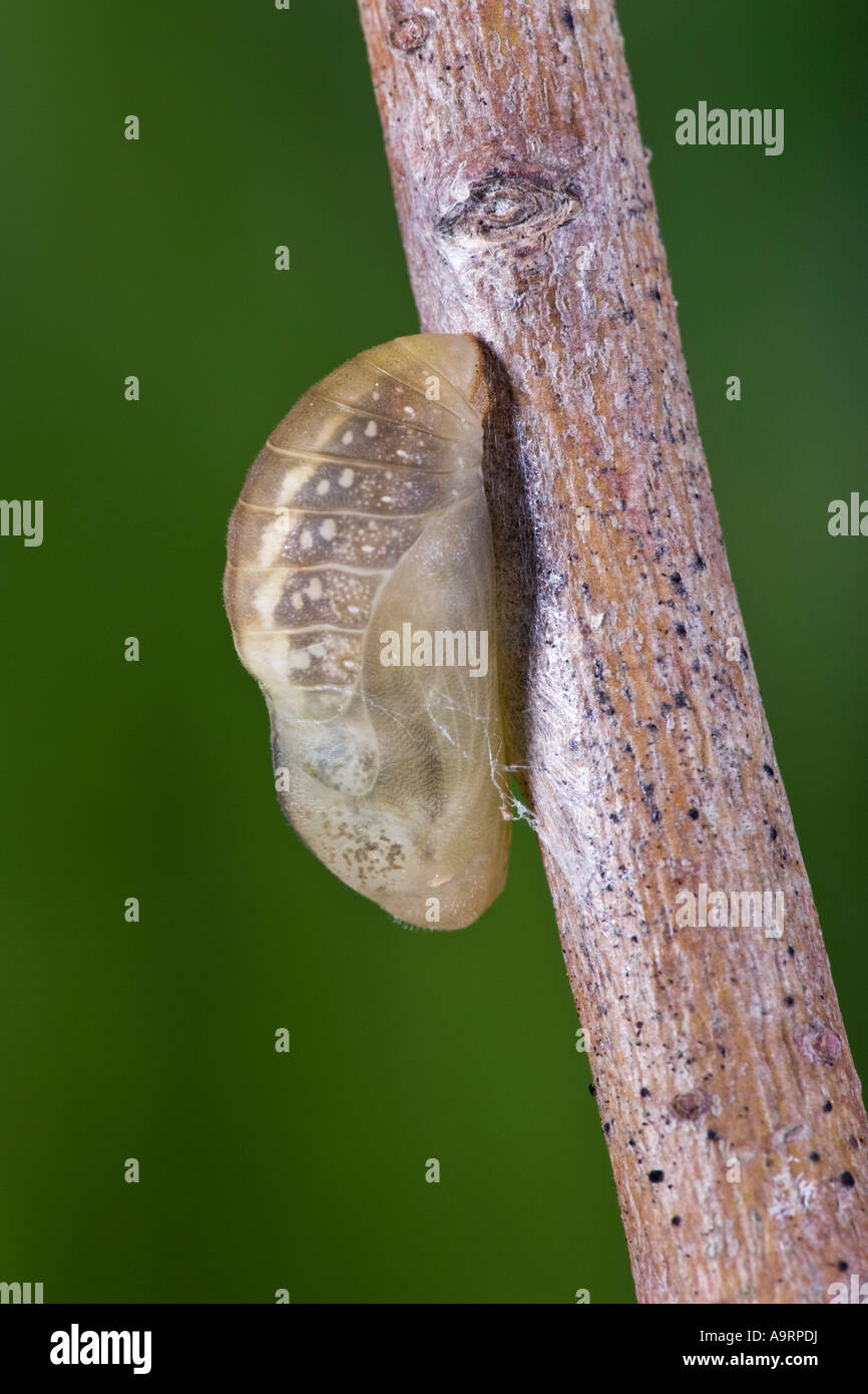 Rame di grandi dimensioni (Lycaena dispar) pupa sul gambo morto Foto Stock