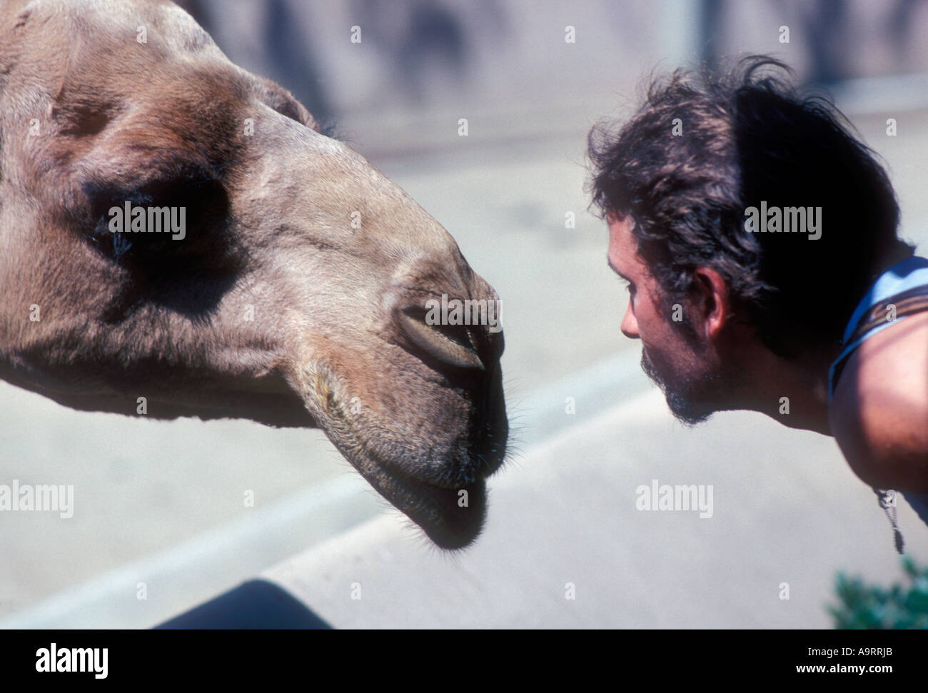 Il cammello e il volto umano di ogni altro. Foto Stock