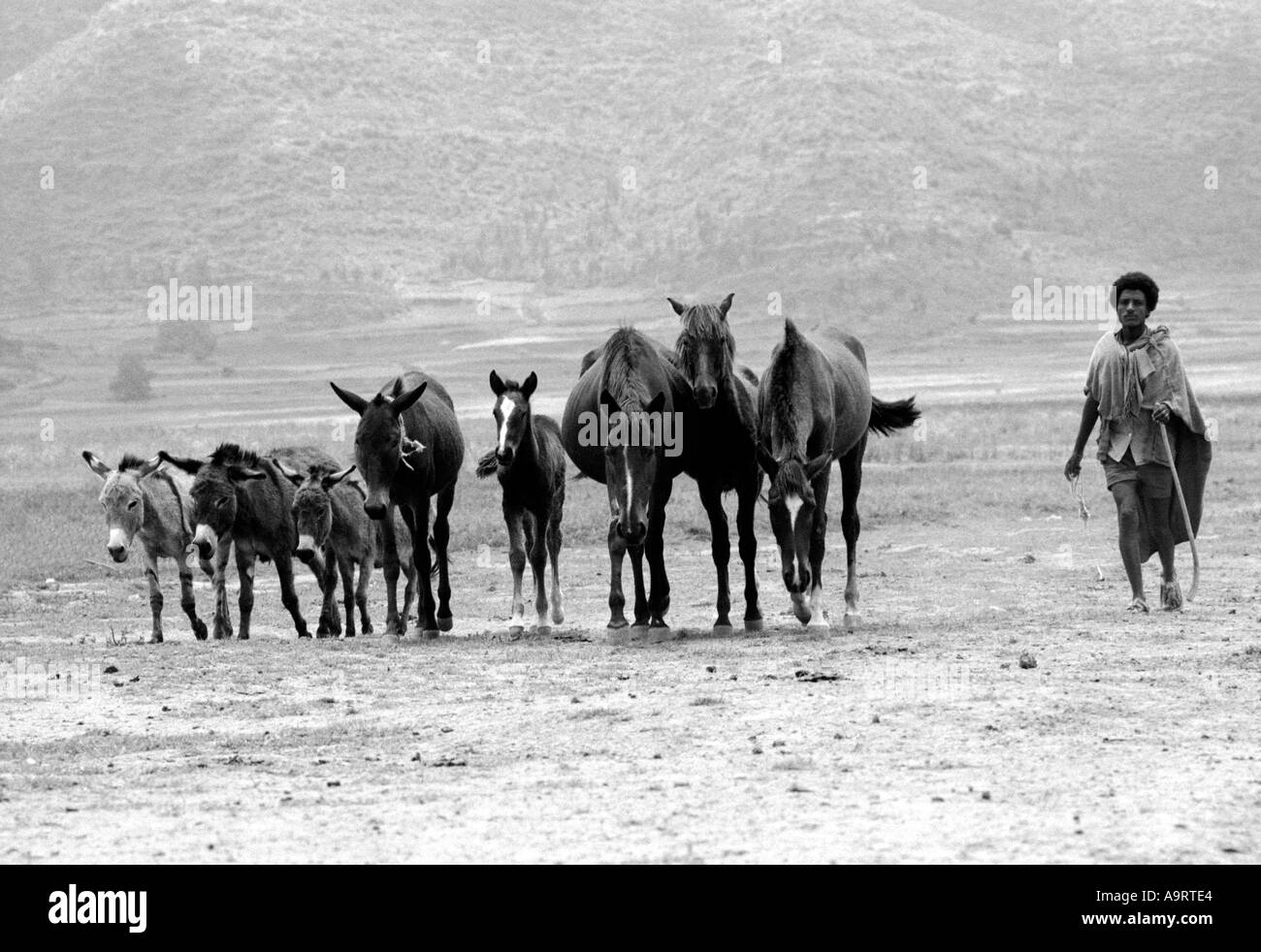 B/N di un pastore con cavalli e asini alla ricerca di un nuovo pascolo sulle rive del lago Ashenge. Tigray, Etiopia, Africa Foto Stock B/N di un pastore con cavalli e asini alla ricerca di un nuovo pascolo sulle rive del lago Ashenge. Tigray, Etiopia, Africa Foto Stock