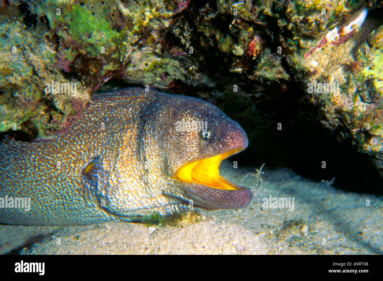 Yellowmouth moray eel (Gymnothorax nudivomer) nasconde sotto le rocce con una piccola crustacaen sul bordo della sua bocca. Foto Stock