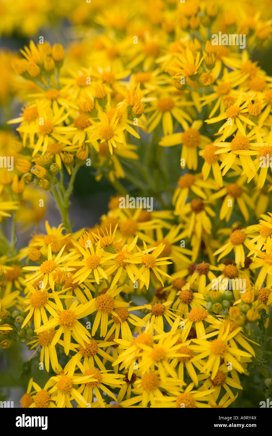 Oxford erba tossica (Senecio squalidus) Foto Stock