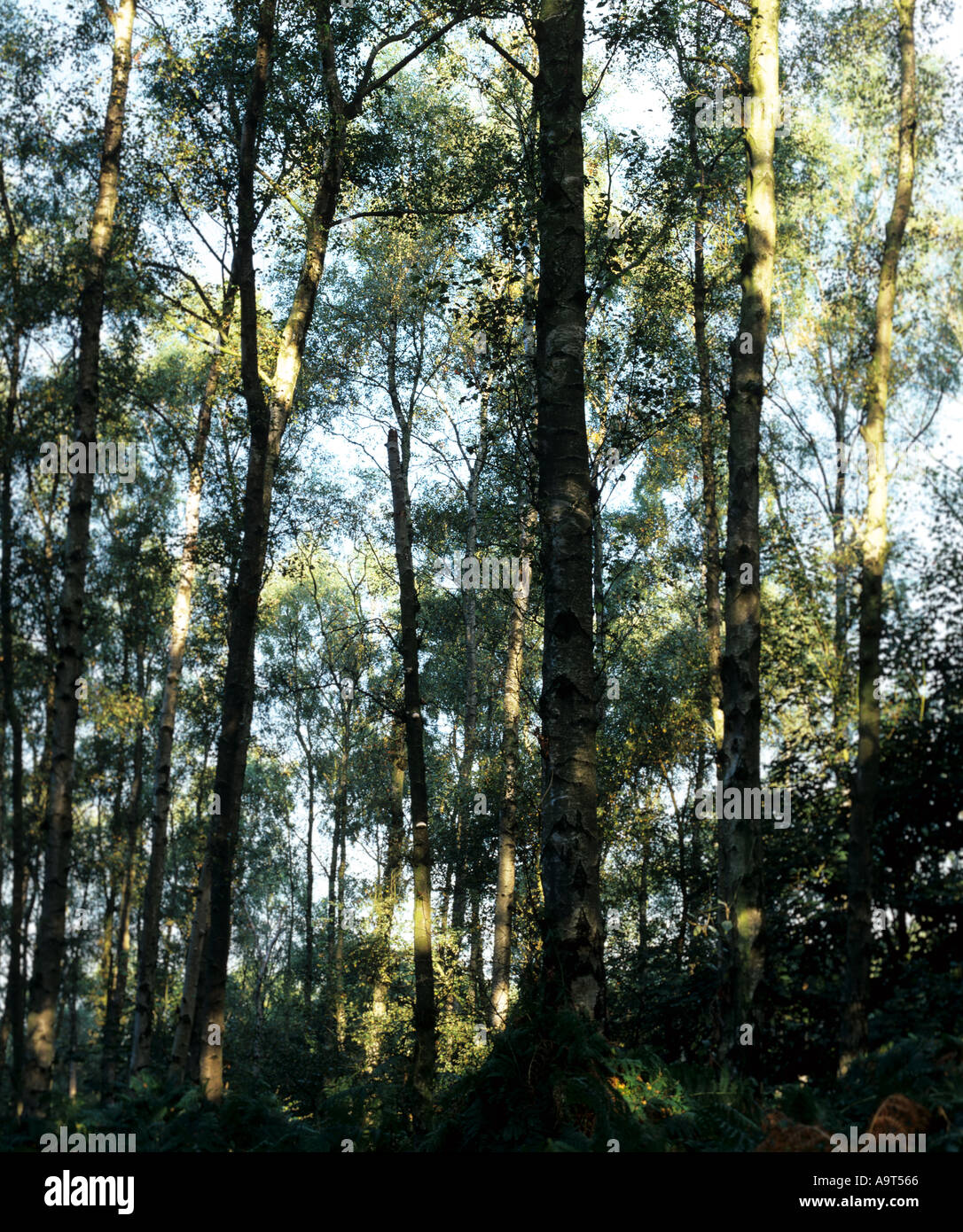 Tramutante betulla Foto Stock