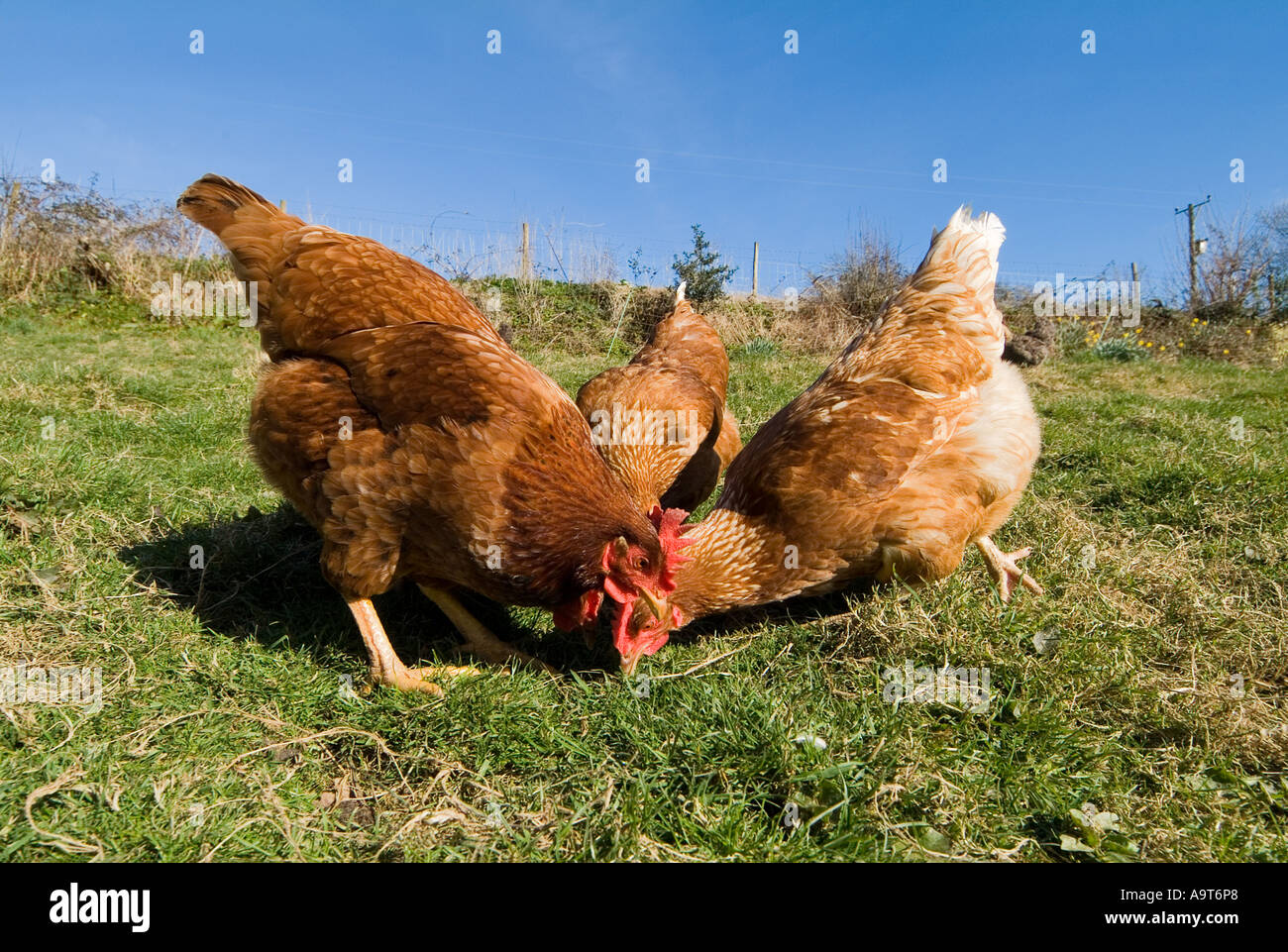 Polli Warren a gamma libera in una fattoria del Devon del sud. REGNO UNITO Foto Stock