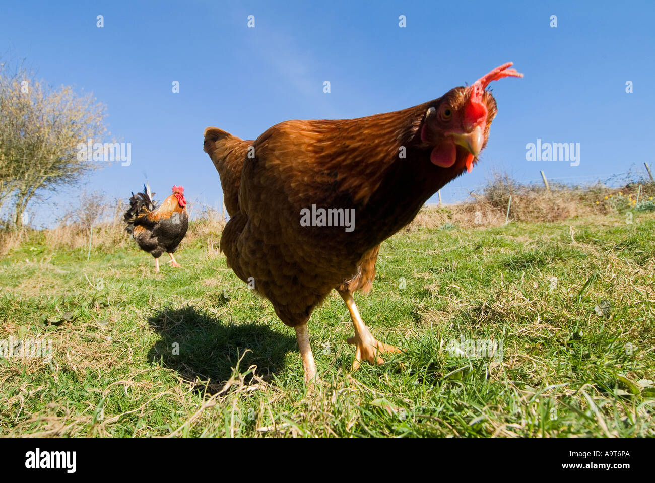 Polli Warren a gamma libera in una fattoria del Devon del sud. REGNO UNITO Foto Stock