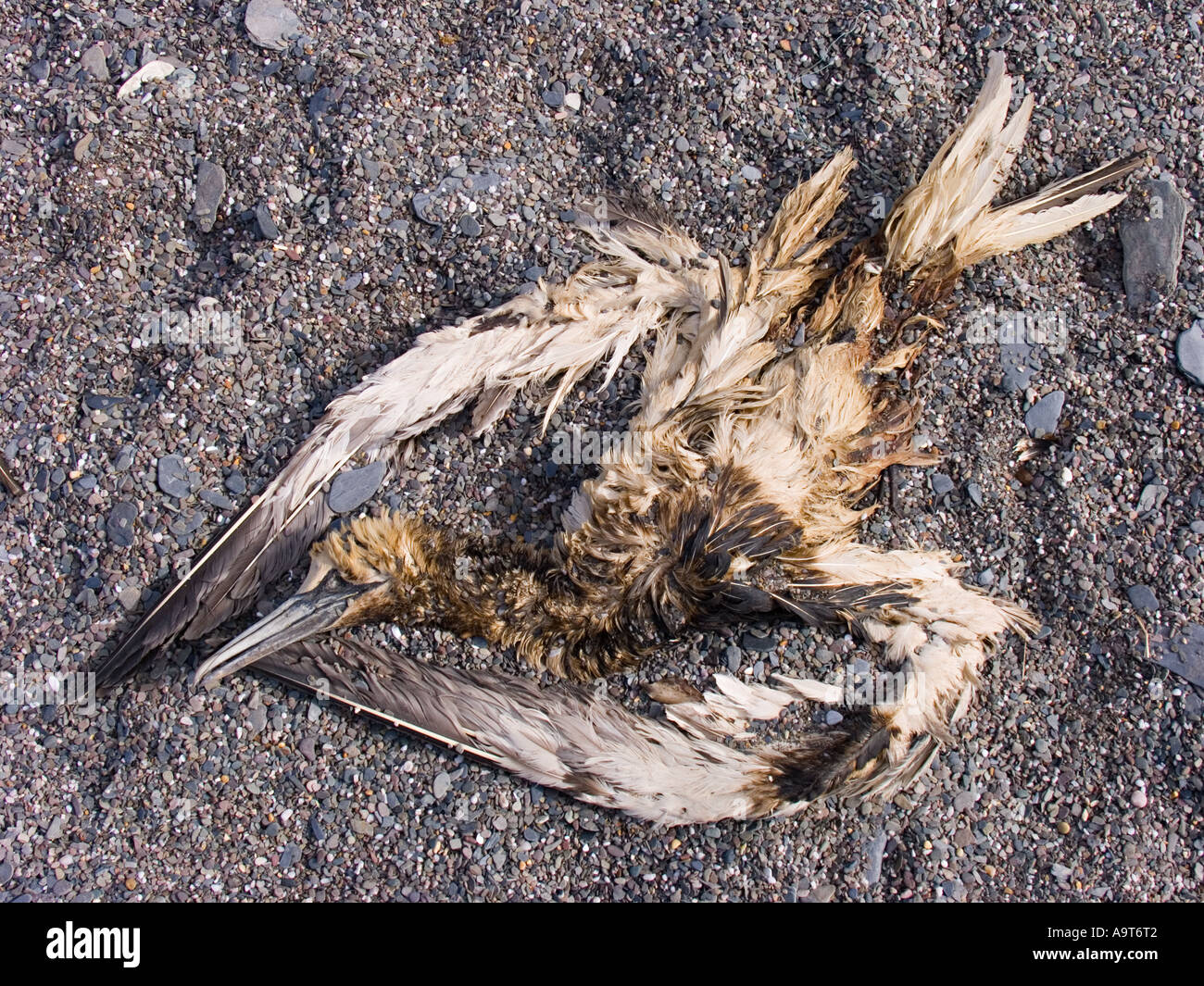 Un gannet morto e decompose con olio sulle sue piume lavato su una spiaggia di ciottoli. South Devon, Regno Unito Foto Stock