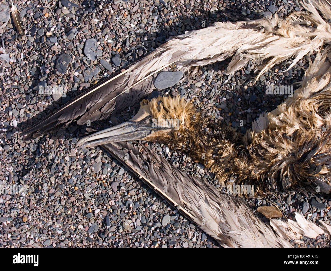 Un gannet morto con olio sulle sue piume, lavato su una spiaggia del Devon del sud. REGNO UNITO Foto Stock