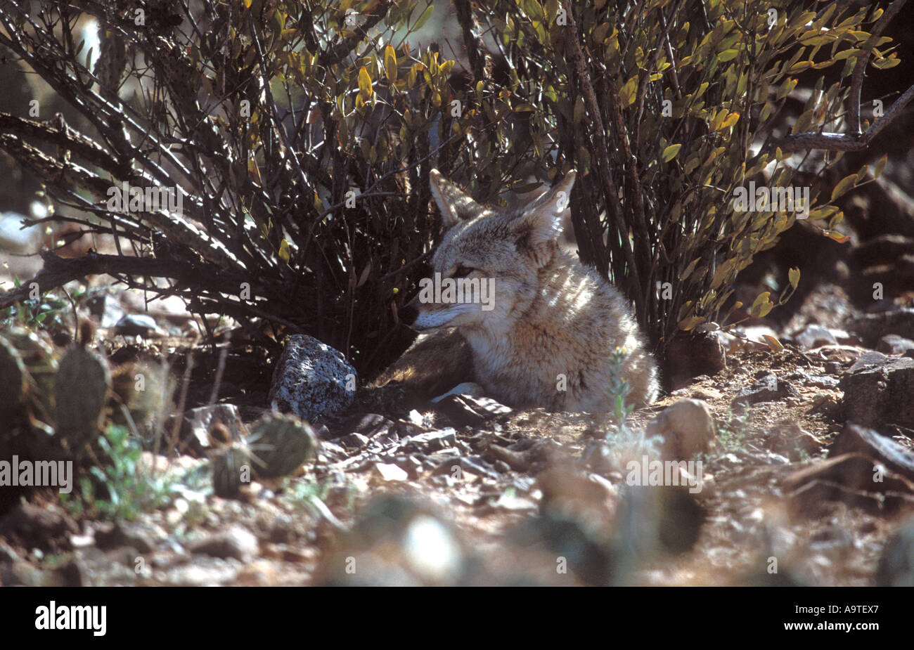 Coyote appoggiata in ombra della spazzola del deserto. Foto Stock