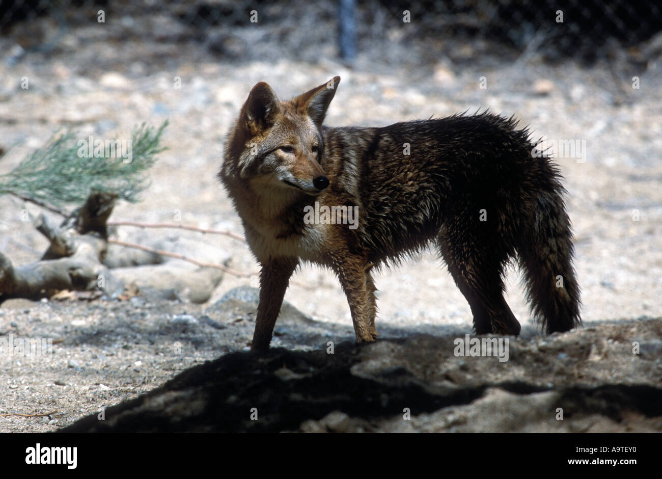 Coyote guardando un altro coyote. Foto Stock