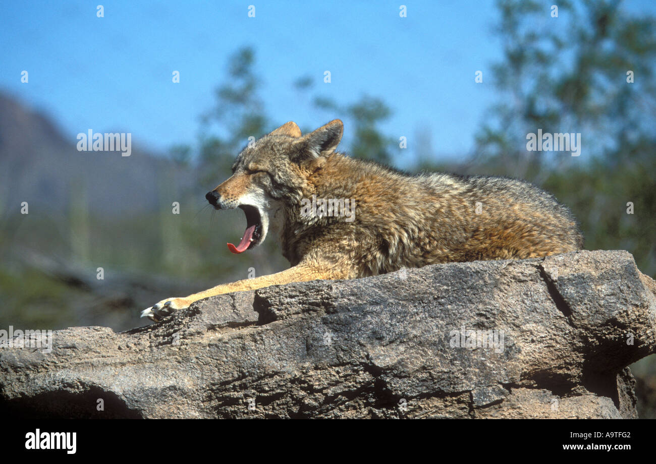 Coyote poggiante sulla roccia. Foto Stock