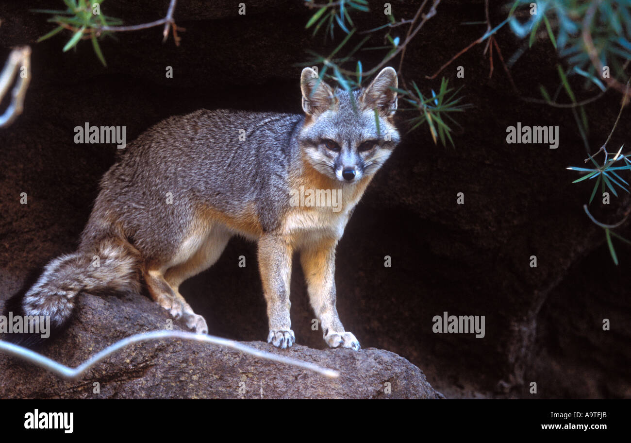Ritratto di un Gray Fox. Foto Stock