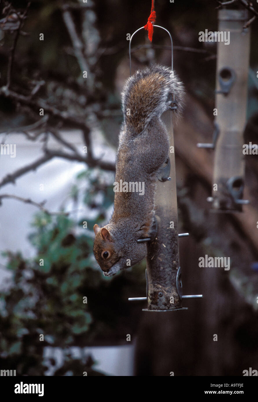 Scoiattolo grigio appeso su backyard bird feeder. Foto Stock
