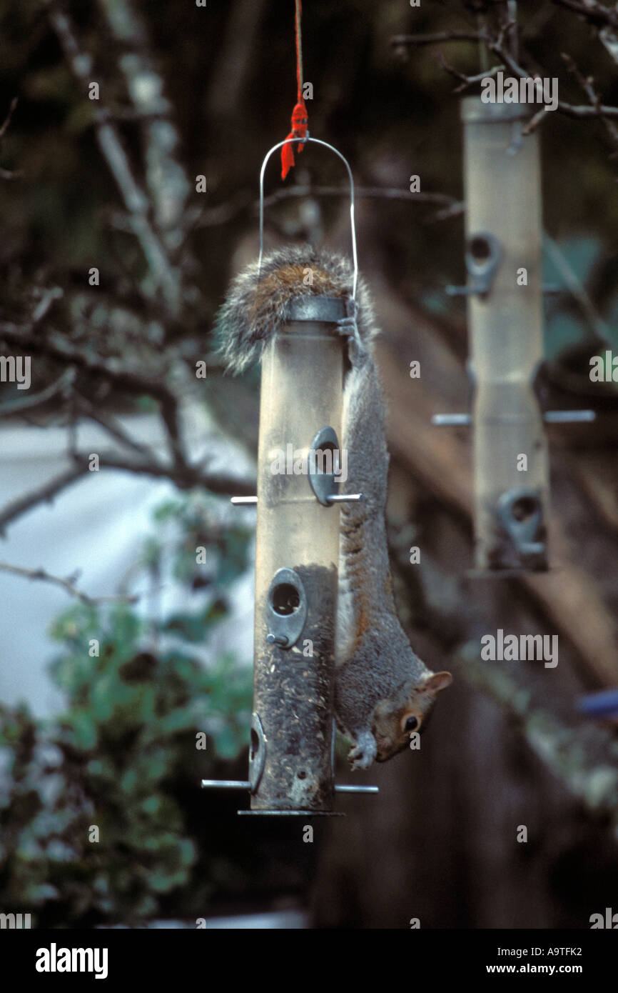 Scoiattolo grigio appeso su backyard bird feeder. Foto Stock