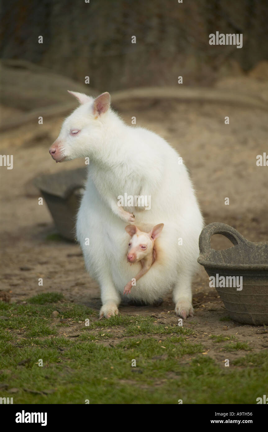 Captive femmina adulta Albino Wallaby (Macropus rufogriseus) con giovani Joey emergente dalla sua custodia Foto Stock