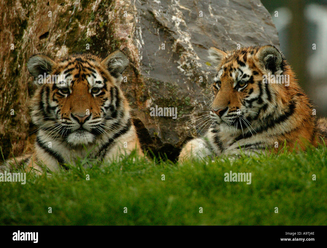 Due giovani di Amur cuccioli di tigre Marwell Zoo, Winchester, England Regno Unito Foto Stock