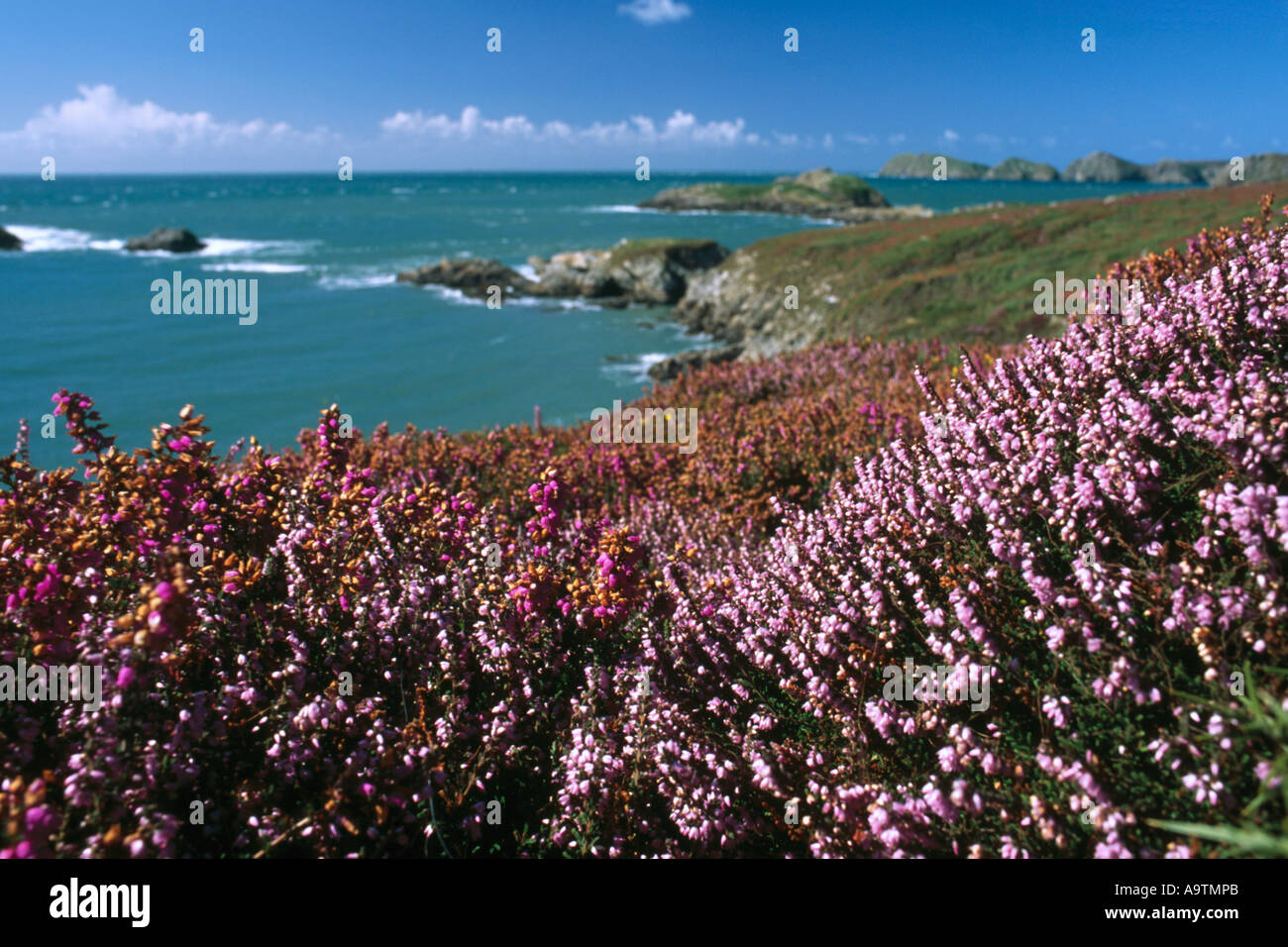 Pembrokeshire Coast vicino a St Davids Wales Regno Unito Foto Stock