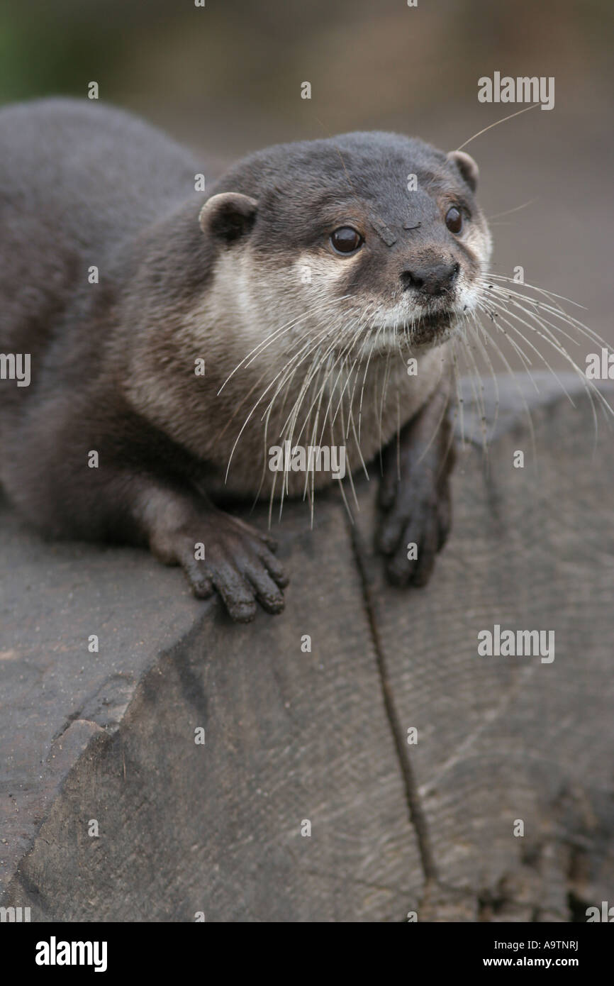 Asian breve artigliato otter Foto Stock