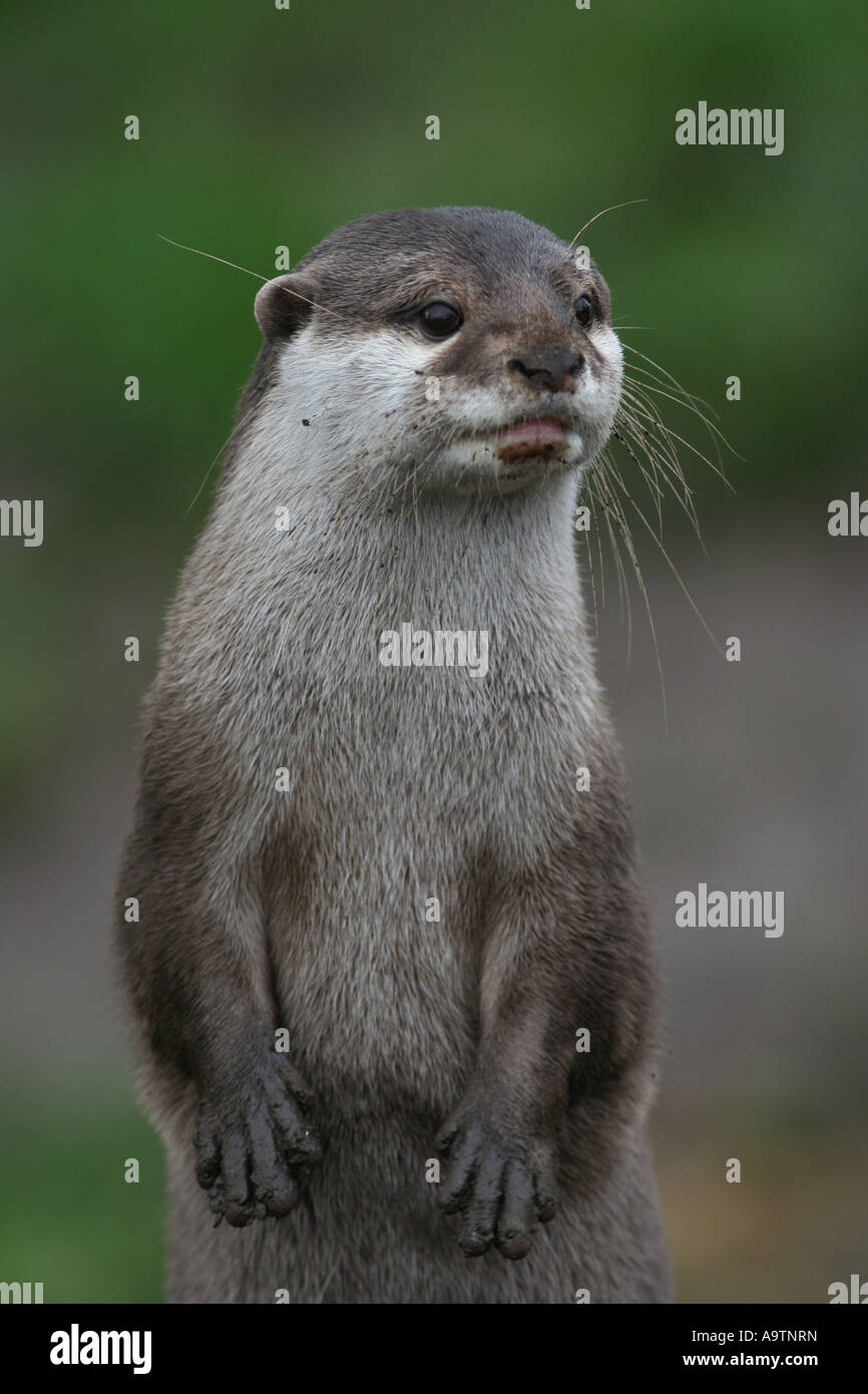 Asian breve artigliato otter Foto Stock