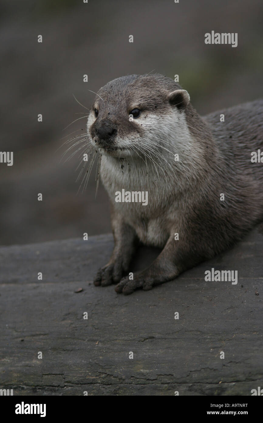 Asian breve artigliato otter Foto Stock
