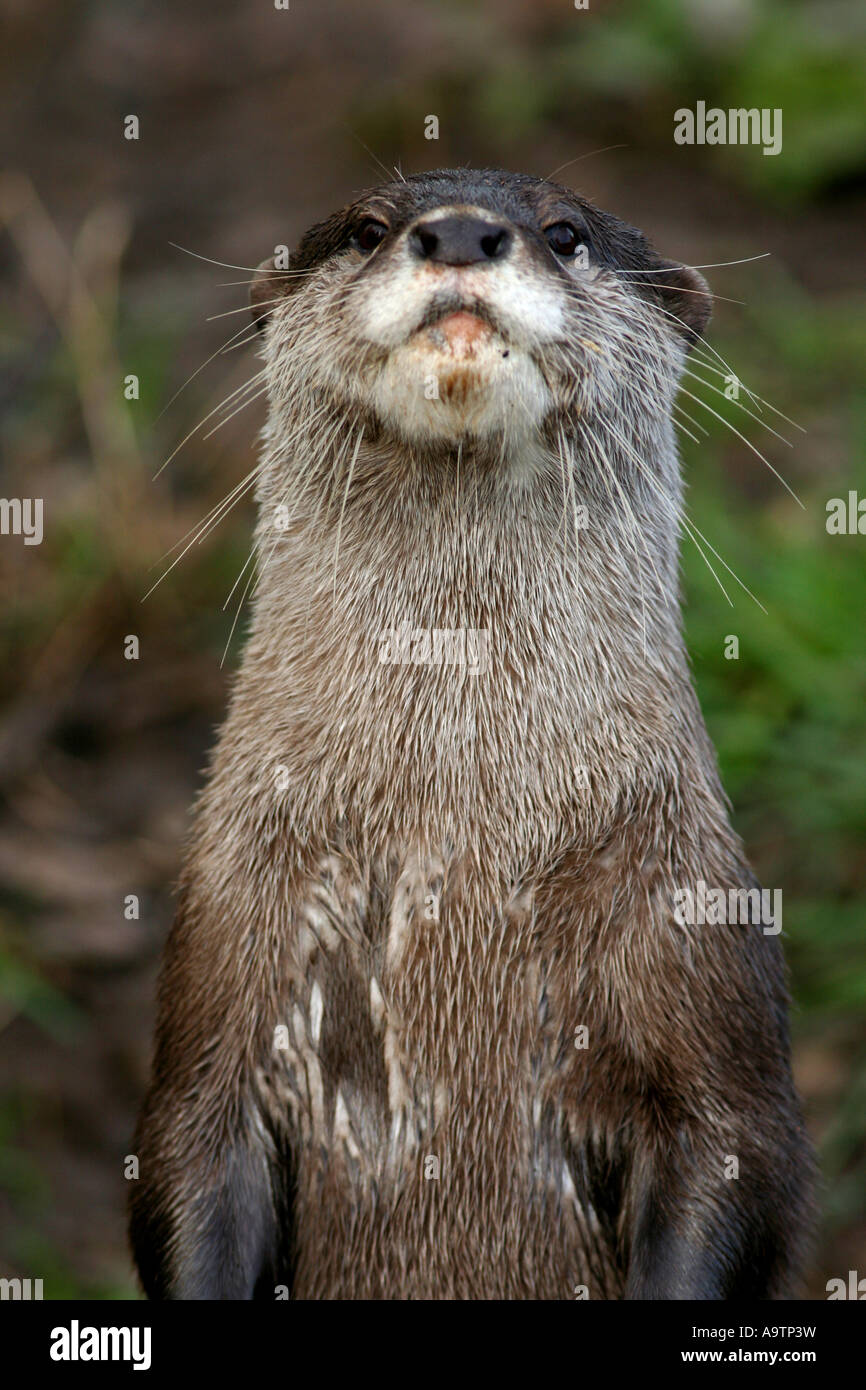 Asian breve artigliato otter Foto Stock