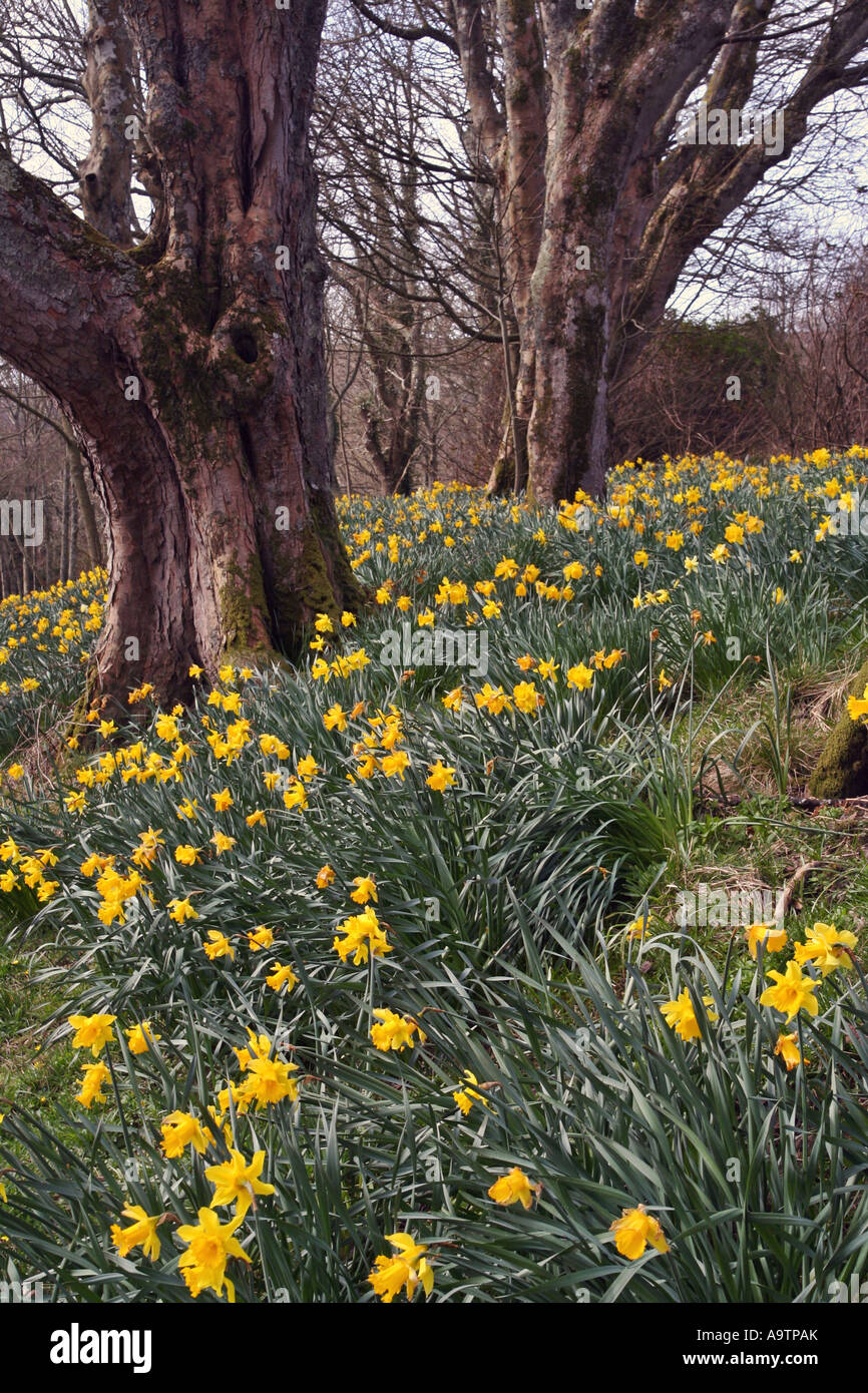 Daffodil campo, Scozia Foto Stock