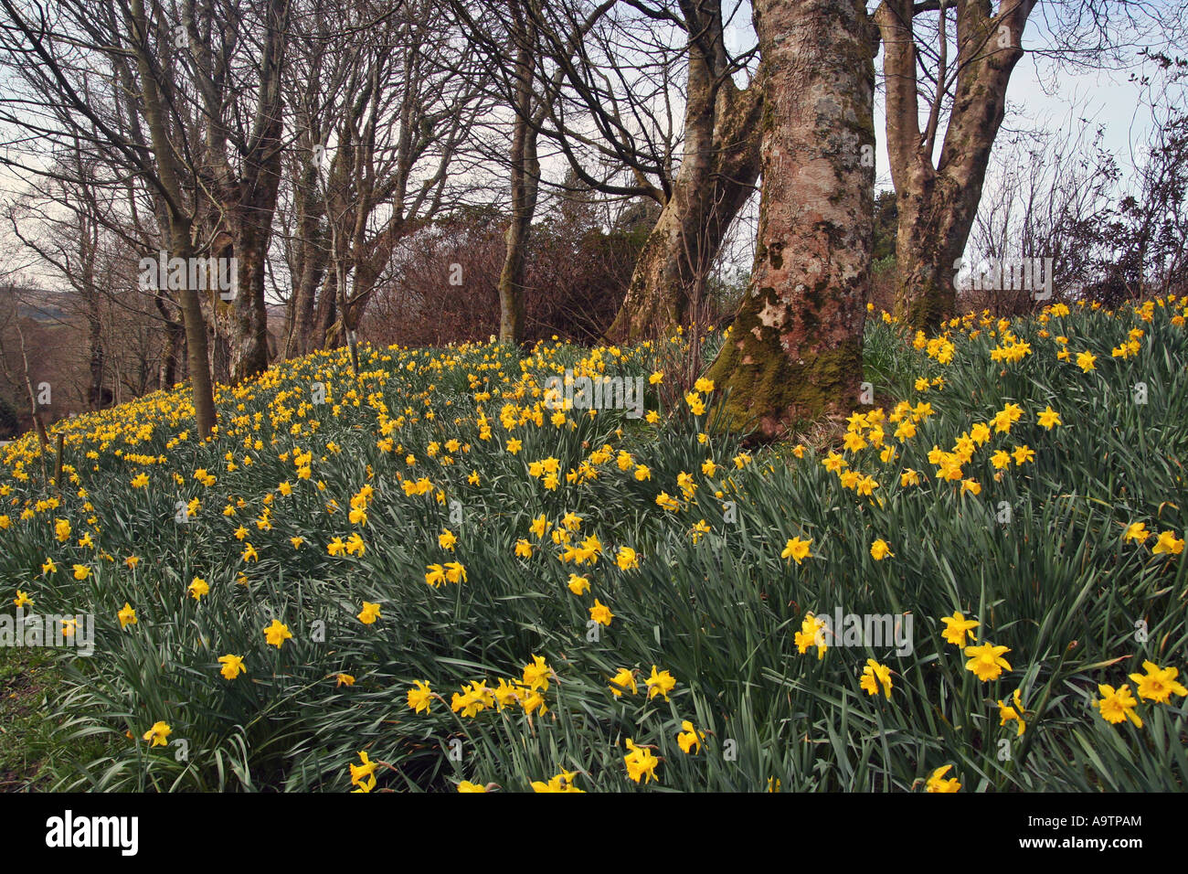 Daffodil campo, Scozia Foto Stock