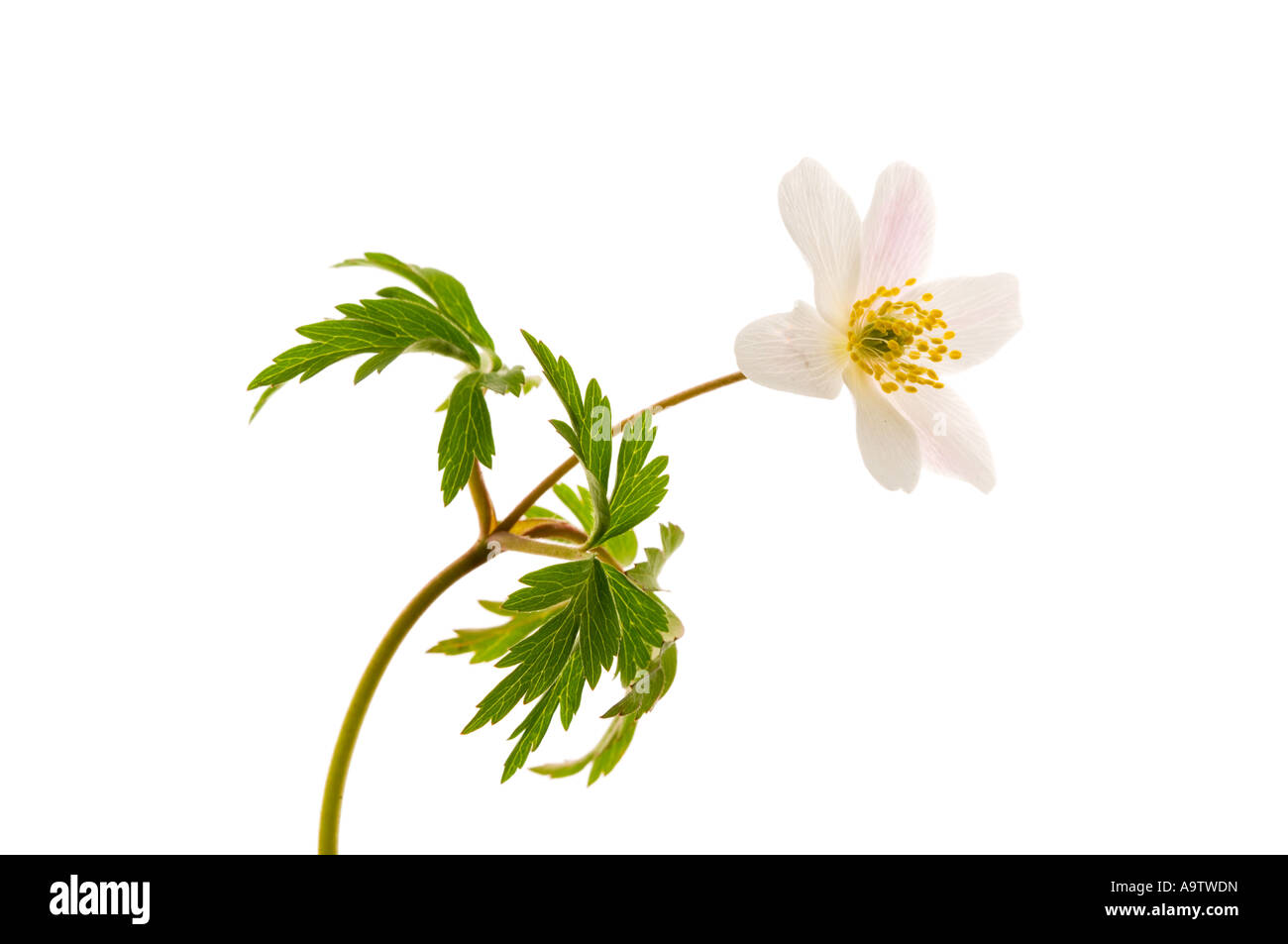 Legno fiore anemone Foto Stock